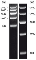 DNA-Marker short-run 1, DNA-ladder (lyophil.), 50 µg, plastic