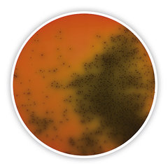 Palcam Listeria Agar (Base), ISO 11290-1, for microbiology, 500 g, plastic