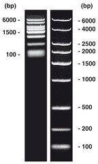 DNA-Marker short-run extended, DNA-ladder (lyophil.), 50 µg, plastic