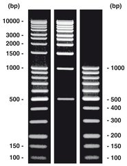 DNA-Ladder combi (T833.1+Y014.1), DNA-ladder (lyophil.), 1 set, plastic