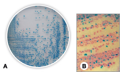 Coliforms chromogenic Agar, for microbiology, 525 g, plastic