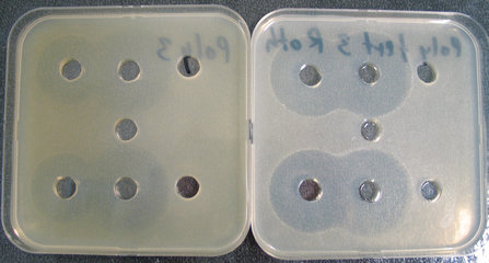 Antibiotic Medium No. 23, for microbiology, 500 g, plastic
