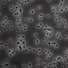 Polycarbonate-Membrane filters, white Ø 47 mm, pore size 0.1 µm, 100 unit(s)