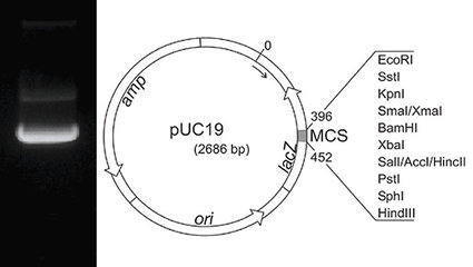 Plasmid DNA pUC19, lyophilized, 50 µg, plastic