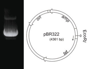 Plasmid DNA pBR322, lyophilized, 50 µg, plastic