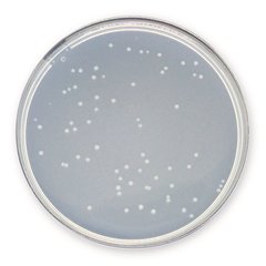 Plate Count Agar , APHA, ISO 4833,2003, ISO 11133, ISO 4833,2003, APHA, 1 kg