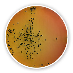 Salmonella-Shigella Agar, for microbiology, 500 g, plastic