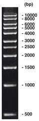 1 kbp DNA-Ladder, DNA-ladder (lyophil.) + gel loading, 200 µg, plastic