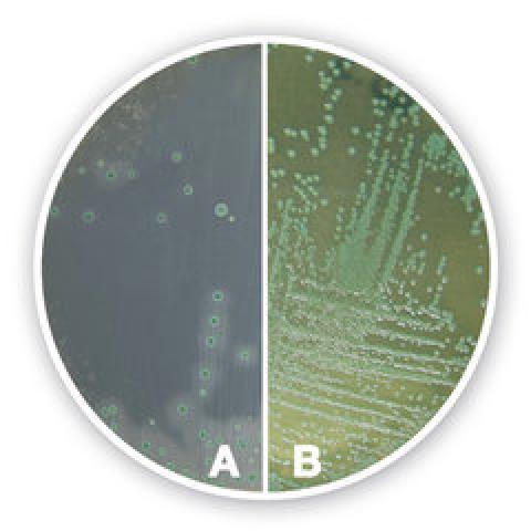 Listeria chromogenic Agar (Basis), ISO 11290,2004, ISO 11133, 500 g, plastic