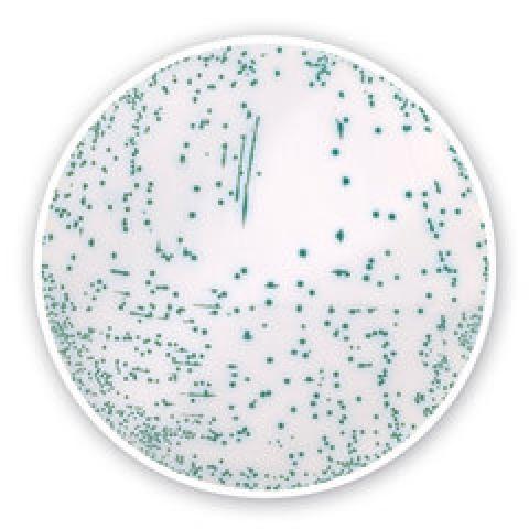 MRSA chromogenic Agar (Base), for microbiology, 100 g, plastic