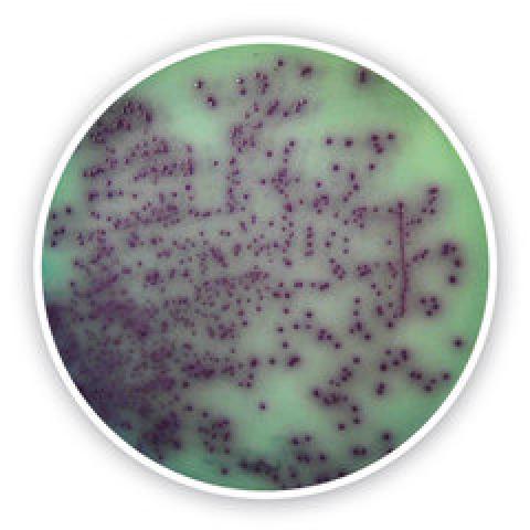 Pseudomonas chromogenic Agar, for microbiology, 100 g, plastic