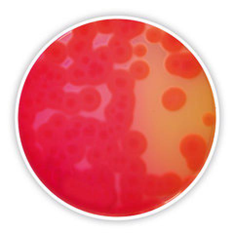 Mannitol Egg Yolk Polymyxin Agar (Base), for microbiology, 500 g, plastic