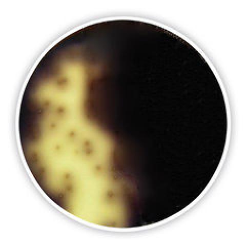 Oxford Listeria Agar (Base), ISO 11290-1, for microbiology, 500 g, plastic