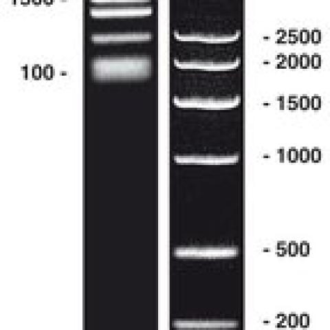 DNA-Marker short-run extended, DNA-ladder (lyophil.), 50 µg, plastic