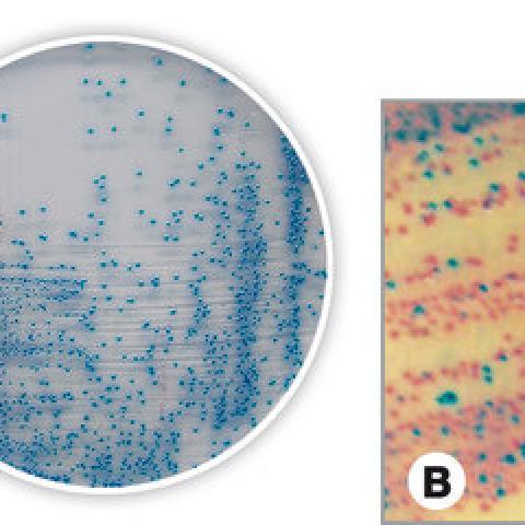 Coliforms chromogenic Agar, for microbiology, 100 g, plastic