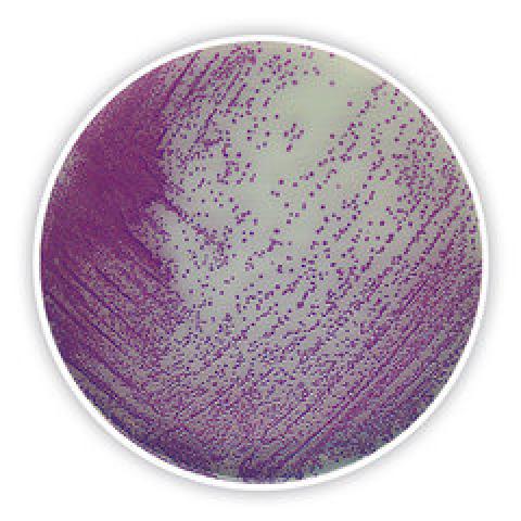 Salmonella chromogenic Agar, for microbiology, 100 g, plastic