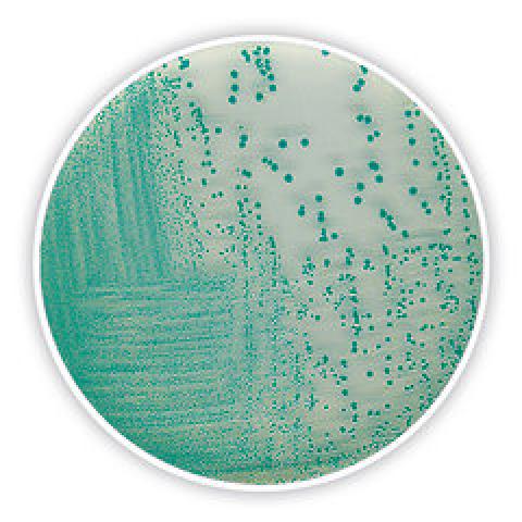 TBX chromogenic Agar, ISO 16649-2 a. -3, for microbiology, 100 g, plastic