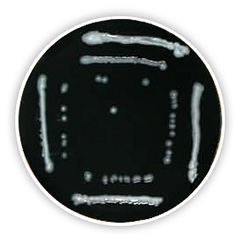 Legionella Agar (Base), ISO 11731-2, ISO 11133, 500 g, plastic