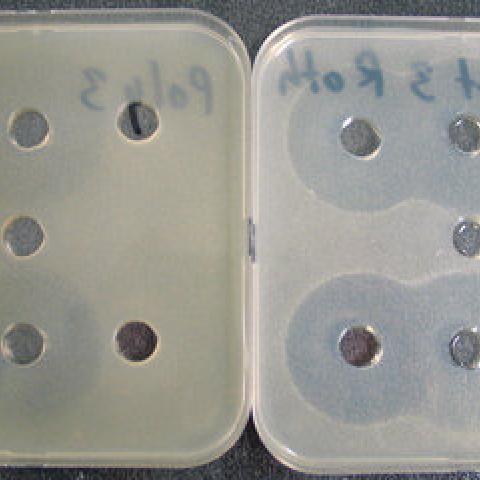 Antibiotic Medium No. 23, for microbiology, 500 g, plastic