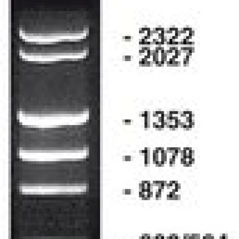 Lambda Hind III / phiX Hae III Marker, DNA ladder + gel loading buffer, 50 µg