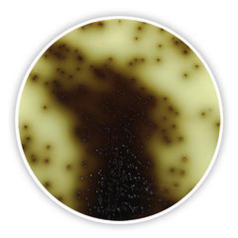 Bile Esculin Azide Agar DEV, DEV, ISO 7899-2,2000, for microbiology, 500 g