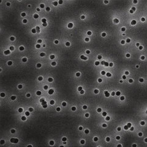 Polycarbonate-Membrane filters, white Ø 90 mm, pore size 0.22 µm, 30 unit(s)