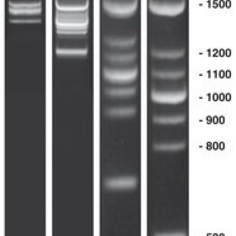PCR-Marker DNAscore, DNA-marker (lyophil.), 50 µg, plastic