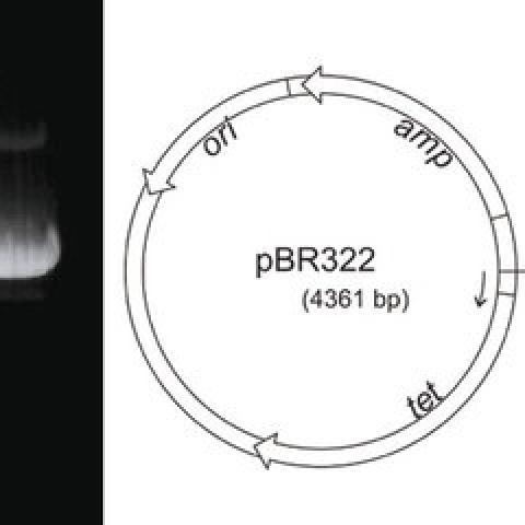 Plasmid DNA pBR322, lyophilized, 50 µg, plastic