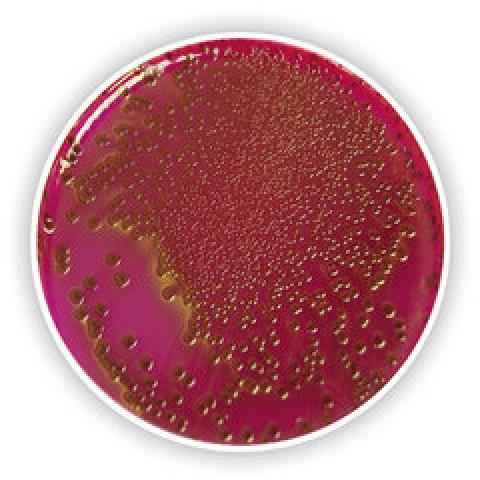 Endo Agar (Base), for microbiology, 500 g, plastic