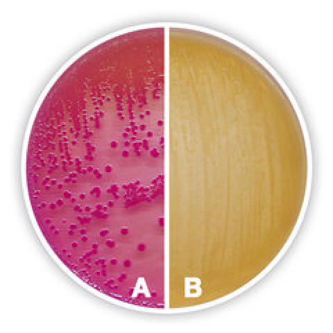 MacConkey Agar, granulated, Ph.Eur., for microbiology, 500 g, plastic