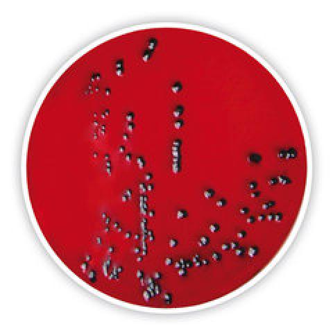 XLD-Agar, Ph.Eur., for microbiology, 500 g, plastic